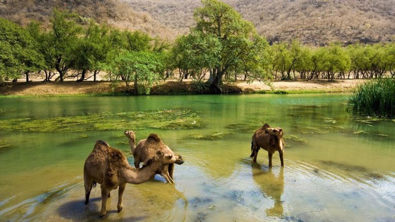 منطقه صلاله عمان